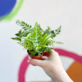 Leatherleaf Fern - Rumohra adiantiformis ‘Variegata’ - Sprouts of Bristol