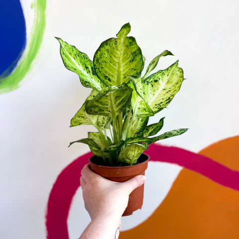 dieffenbachia amy Dieffenbachia maculata 'Amy'