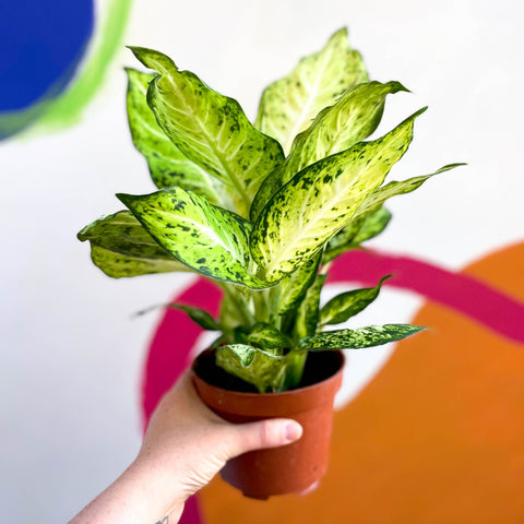 amy dieffenbachia Dieffenbachia maculata 'Amy'