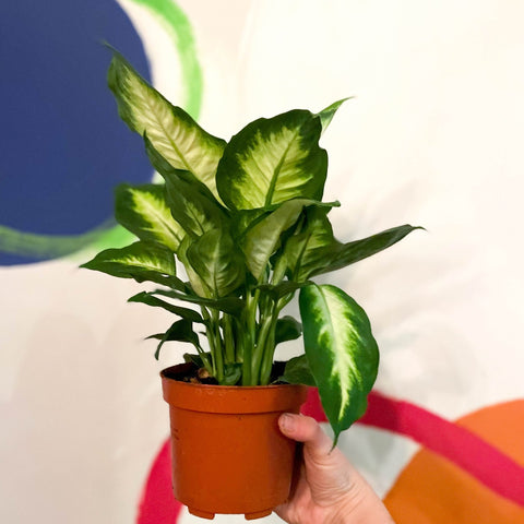 fancy dieffenbachia Leopard Lily