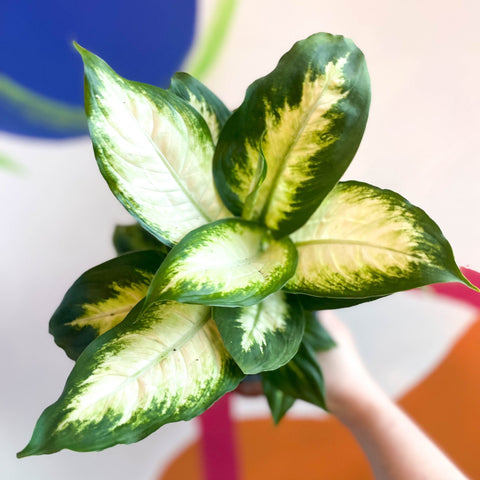 dieffenbachia dumb cane leopard lily Leopard Lily - Dieffenbachia 'Camilla'