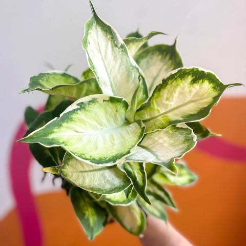 dieffenbachia cool beauty Leopard Lily