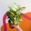 Leopard Lily - Dieffenbachia 'Cool Beauty' - Sprouts of Bristol