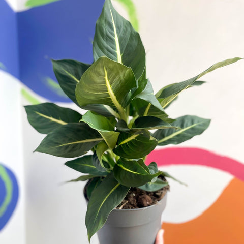 dieffenbachia 'green magic' Leopard Lily