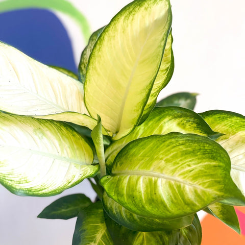 dieffenbachia leopard lily Leopard Lily - Dieffenbachia 'Marianne'