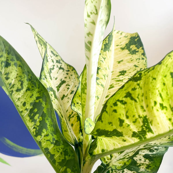 dieffenbachia leopoldii Leopard Lily