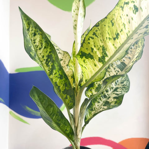 dieffenbachia banana Leopard Lily