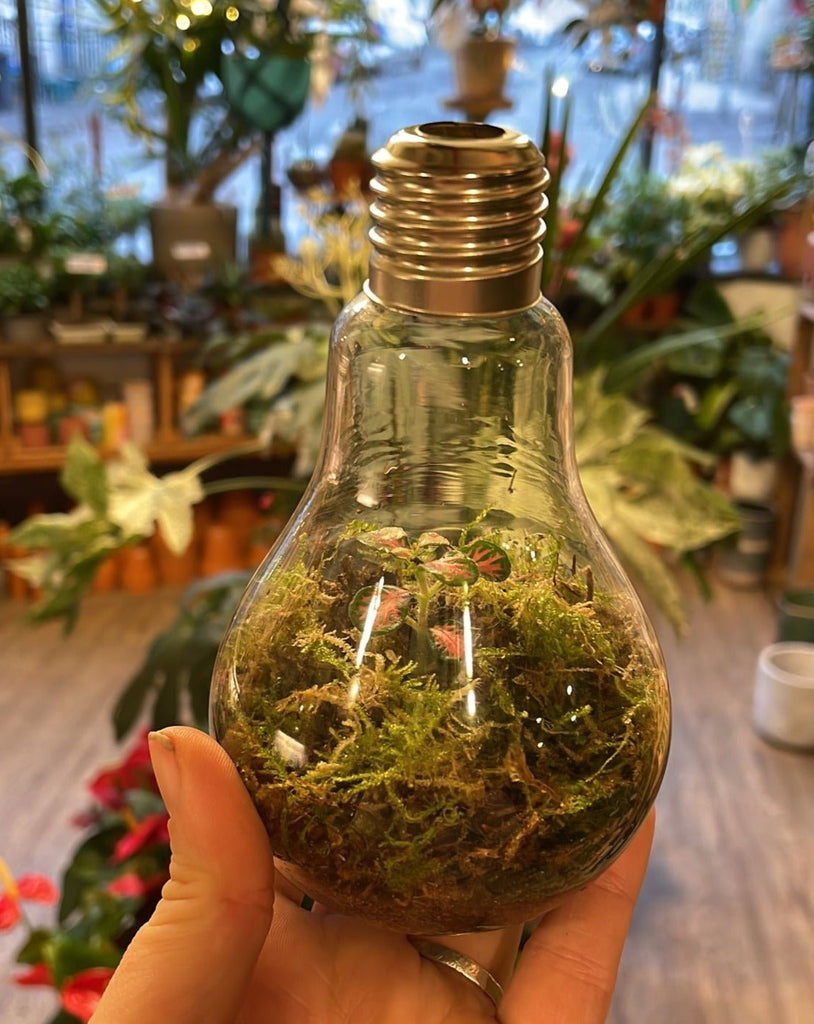 Lightbulb Jungle - Bioactive Terrarium - Sprouts of Bristol