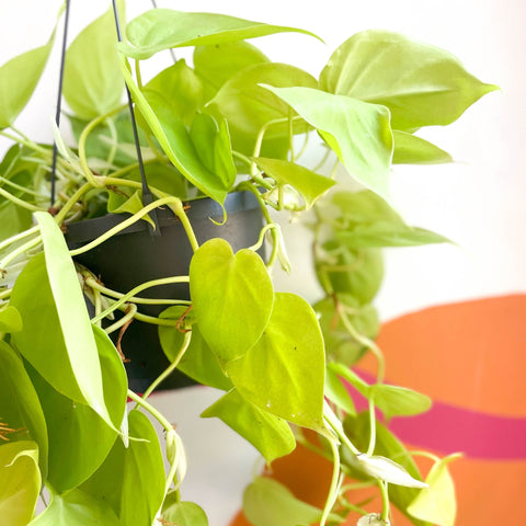 philodendron scandens lime Lime Micans Philodendron