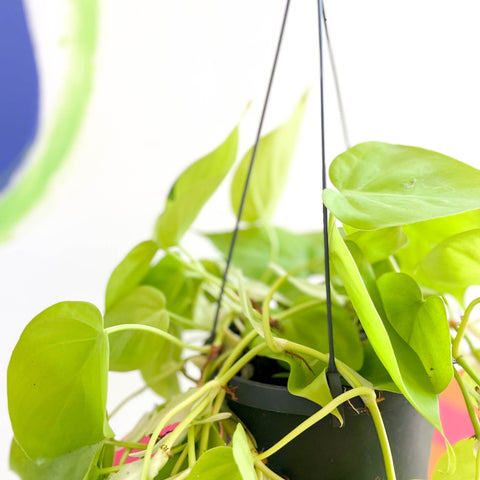 philodendron micans lemon lime Lime Micans Philodendron