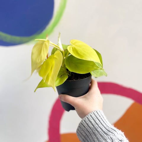 micans lime philodendron Lime Micans Philodendron