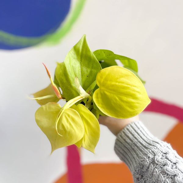 lime-micans-philodendron-