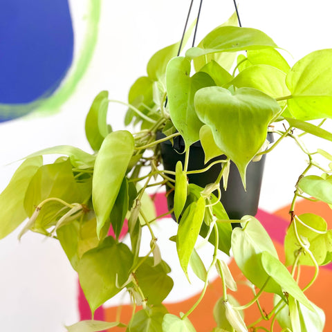 philodendron micans neon Lime Micans Philodendron