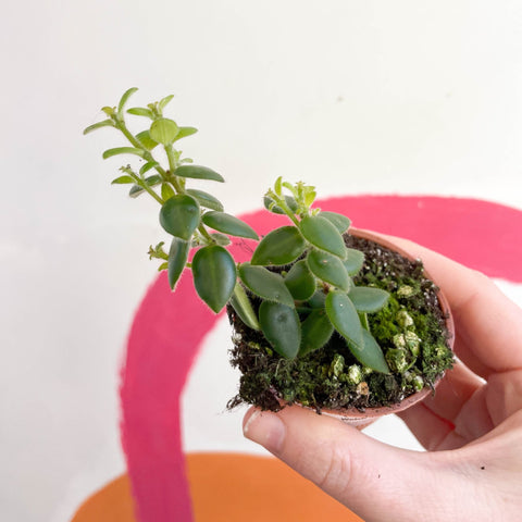 succulent lipstick plant Aeschynanthus gracilis - Lipstick Plant