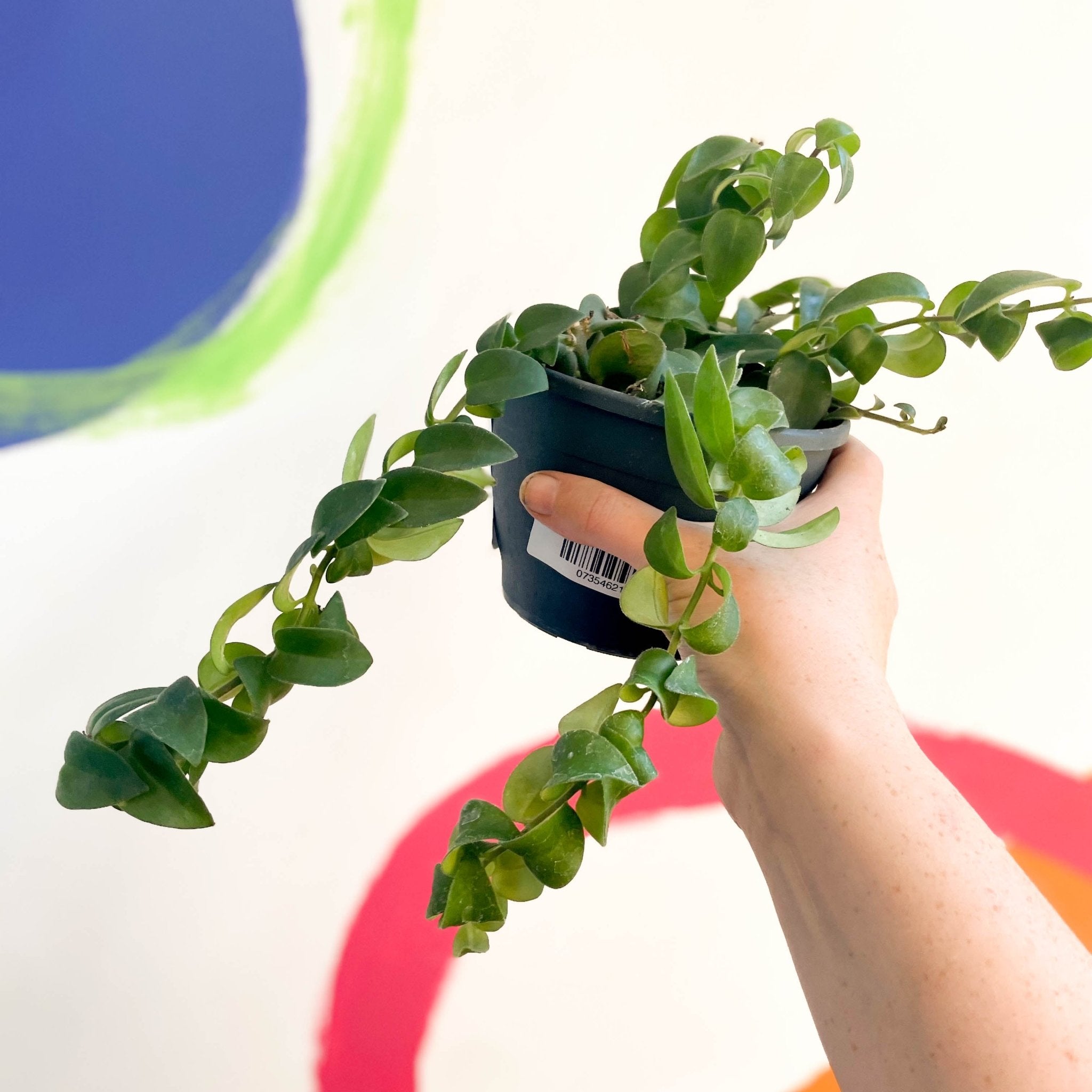 11+ Lip Stick Plant - KanoShawne
