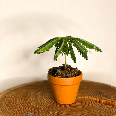 Little Tree Plant in Terracotta Pot - Biophytum sensitivum - Sprouts of Bristol