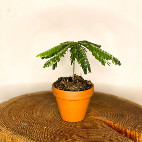 Little Tree Plant in Terracotta Pot - Biophytum sensitivum - Sprouts of Bristol