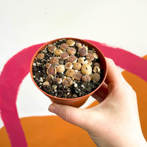 Living Stones - Lithops - Sprouts of Bristol