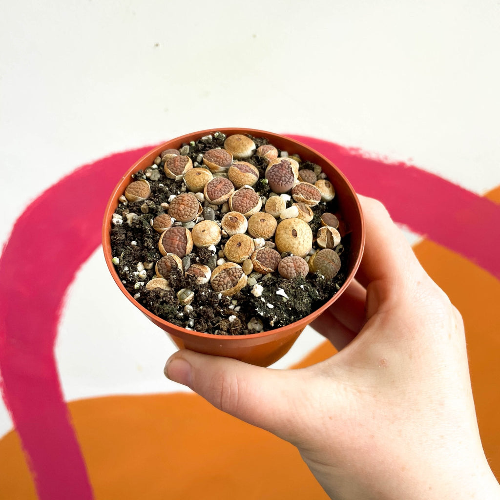 Living Stones - Lithops - Sprouts of Bristol