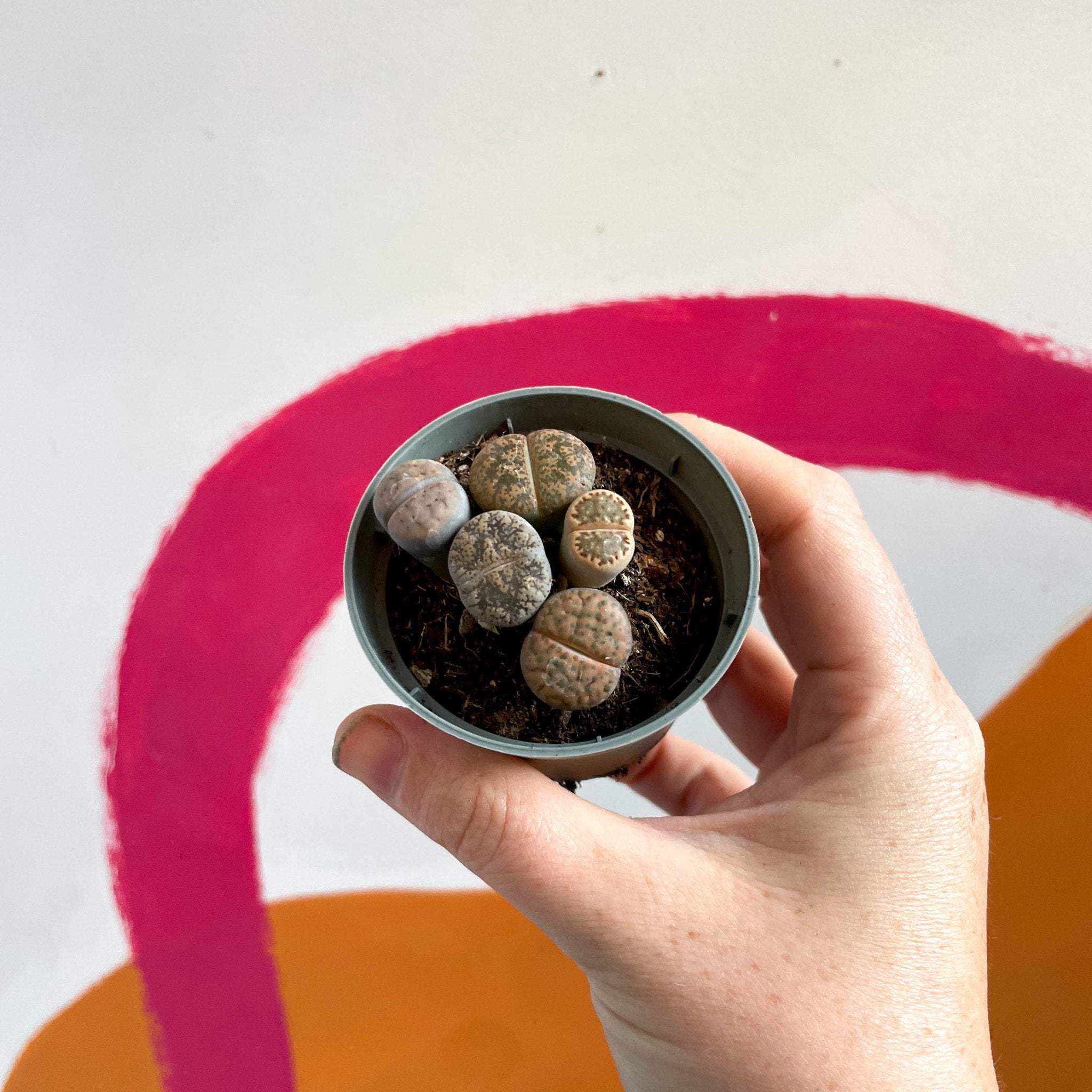 Lithops aucampiae - Living Stones – Sprouts of Bristol