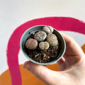 Living Stones - Lithops aucampiae - Sprouts of Bristol