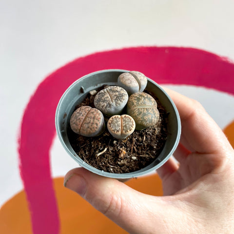 Living Stones - Lithops aucampiae - Sprouts of Bristol