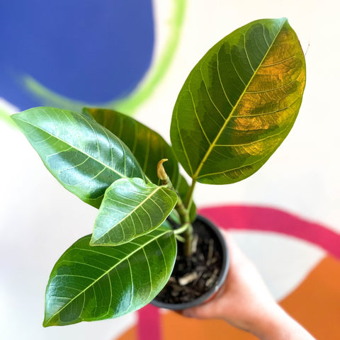 ficus altissima growth Lofty Fig - Ficus altissima
