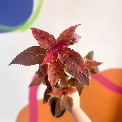 Lucky Dip Painted Nettle - Coleus - Welsh Grown - Sprouts of Bristol
