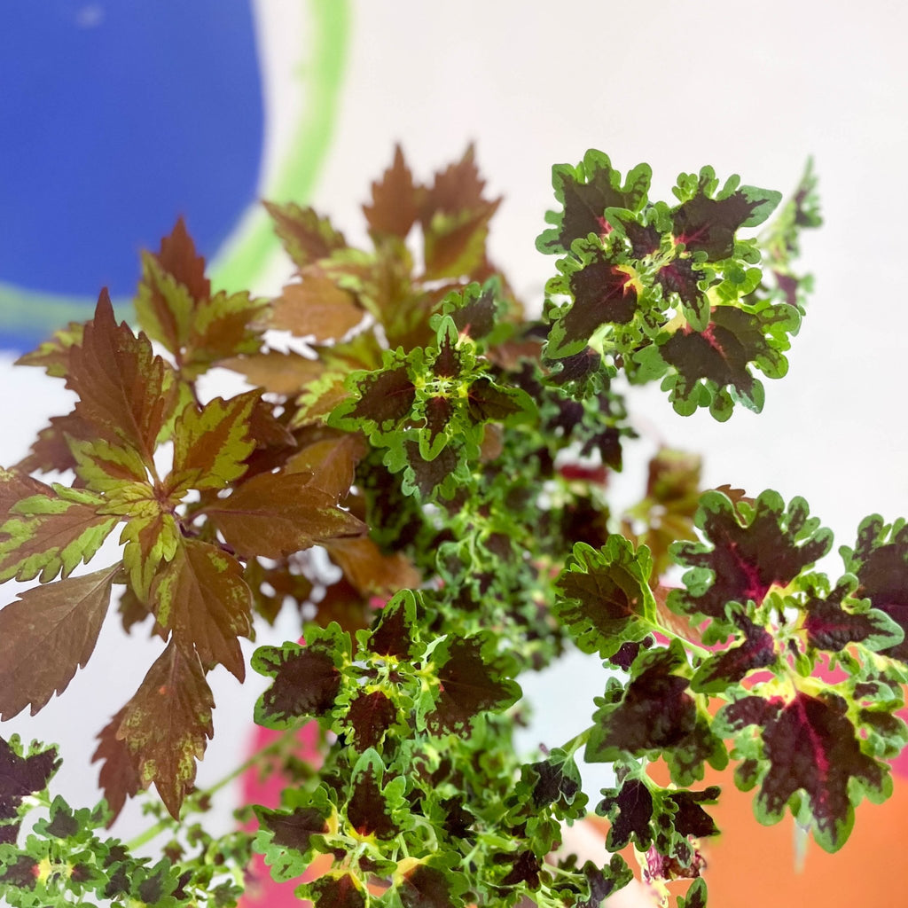 Lucky Dip Painted Nettle - Coleus - Welsh Grown - Sprouts of Bristol