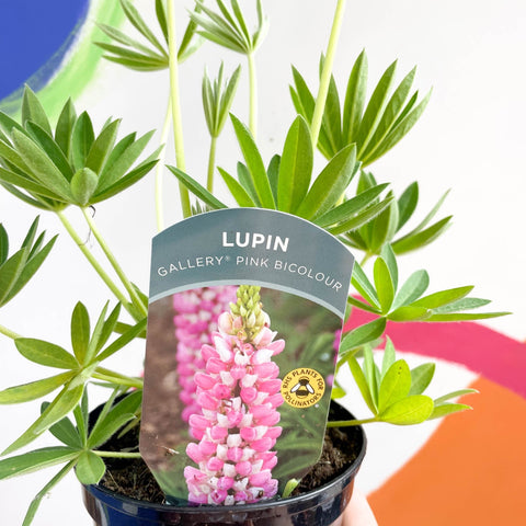 Lupin - Lupinus polyphyllus 'Gallery Pink Bicolour' - British Grown Herbaceous Perennial - Sprouts of Bristol