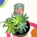 Lupin - Lupinus polyphyllus 'Gallery Pink' - British Grown Herbaceous Perennial - Sprouts of Bristol