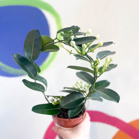 madagascar jasmine house plant Stephanotis floribunda