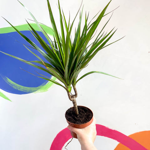dracaena marginata magenta tree Dracaena marginata 'Magenta'