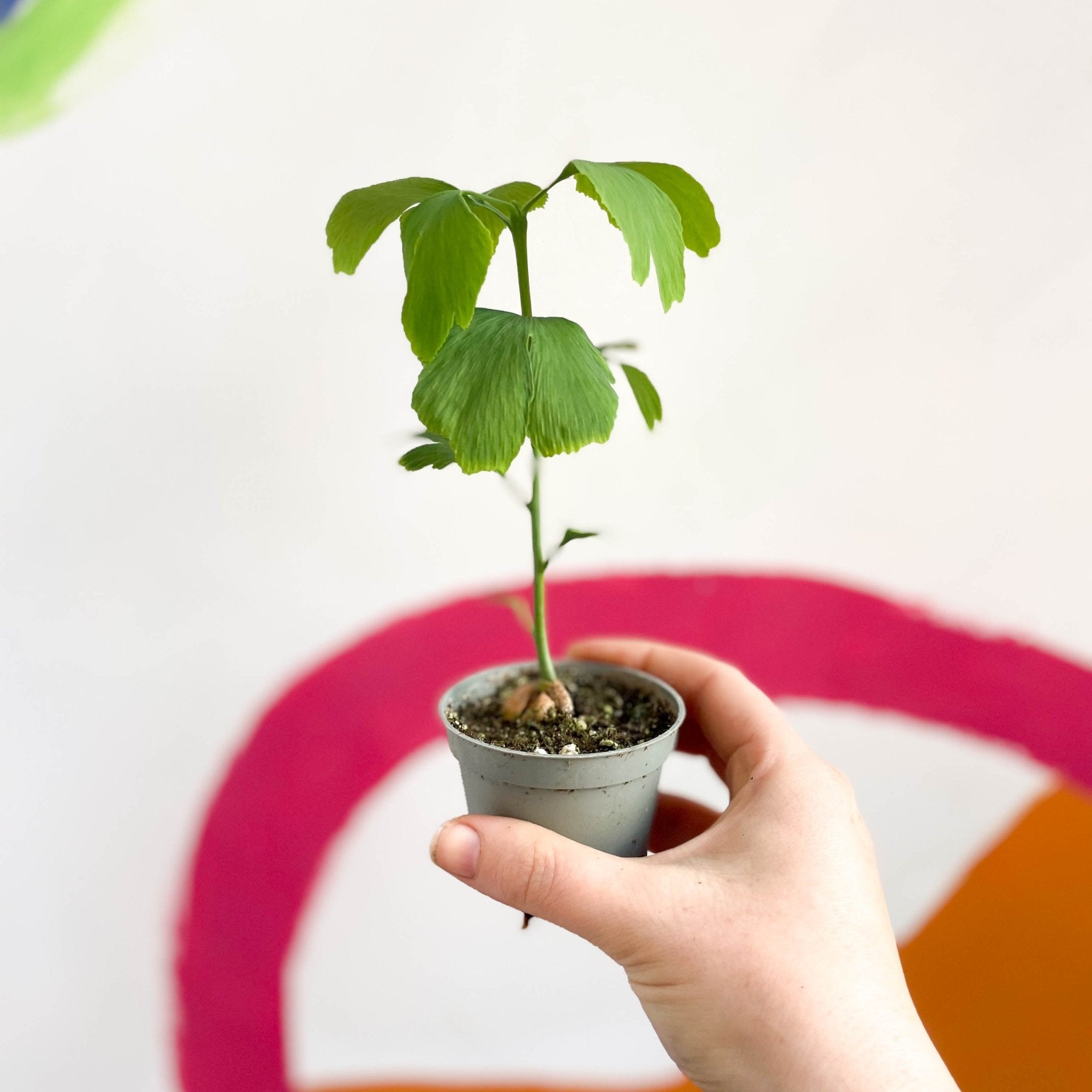 Maidenhair Tree Ginkgo biloba Sprouts of Bristol
