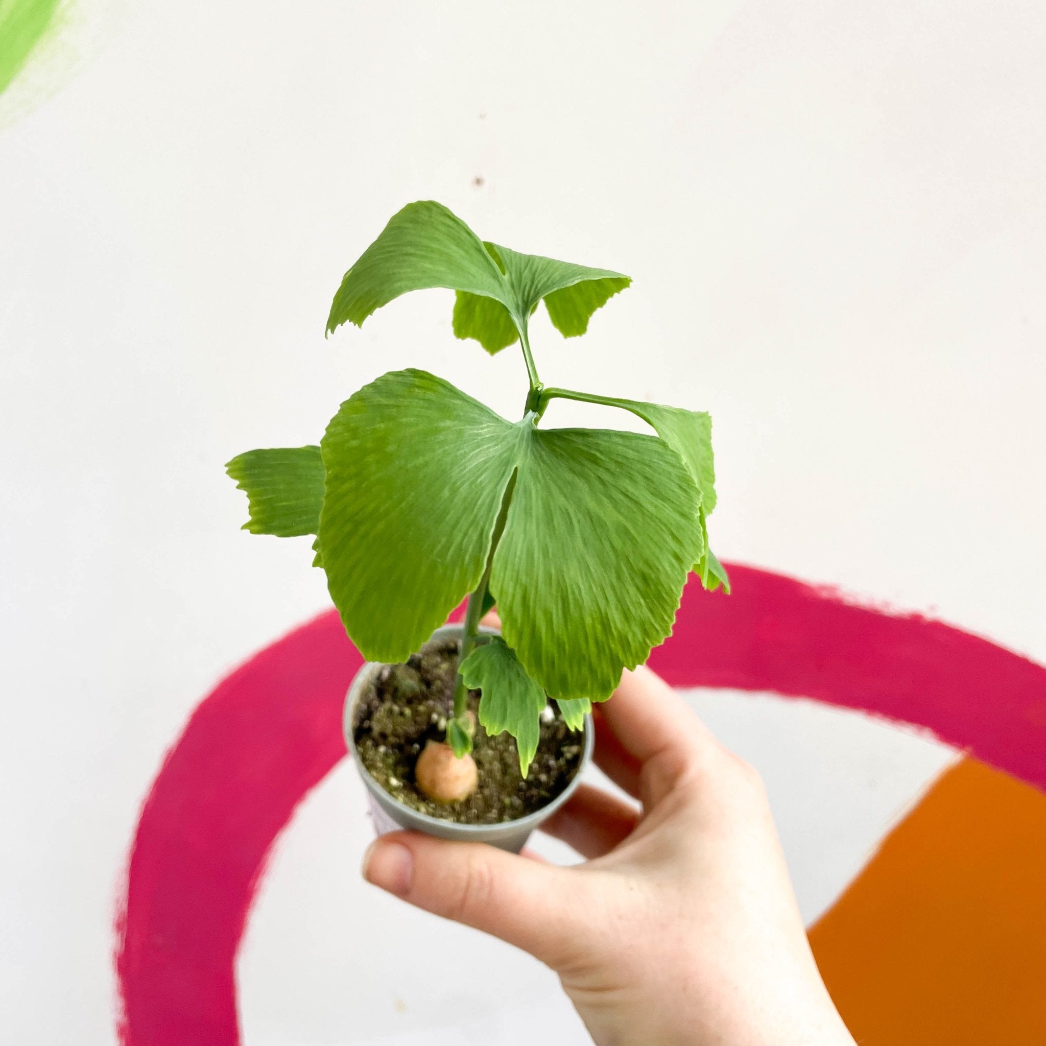 Maidenhair Tree Ginkgo biloba Sprouts of Bristol