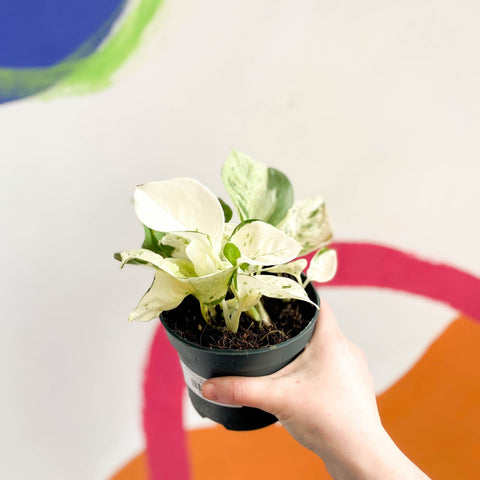 happy leaf pothos Epipremnum aureum 'Happy Leaf'
