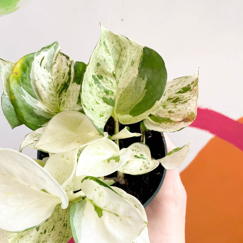 pothos happy leaf vs manjula Epipremnum aureum 'Happy Leaf'
