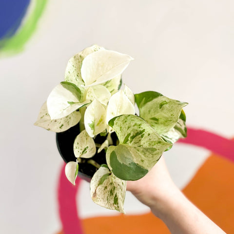 carnival pothos Epipremnum aureum 'Happy Leaf'