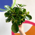 Marble Baby Rubberplant - Peperomia obtusifolia `Marble Variegata' - British Grown - Sprouts of Bristol
