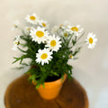 Marguerite Daisy - Argyranthemum frutescens 'Pure White Butterfly' - Sprouts of Bristol