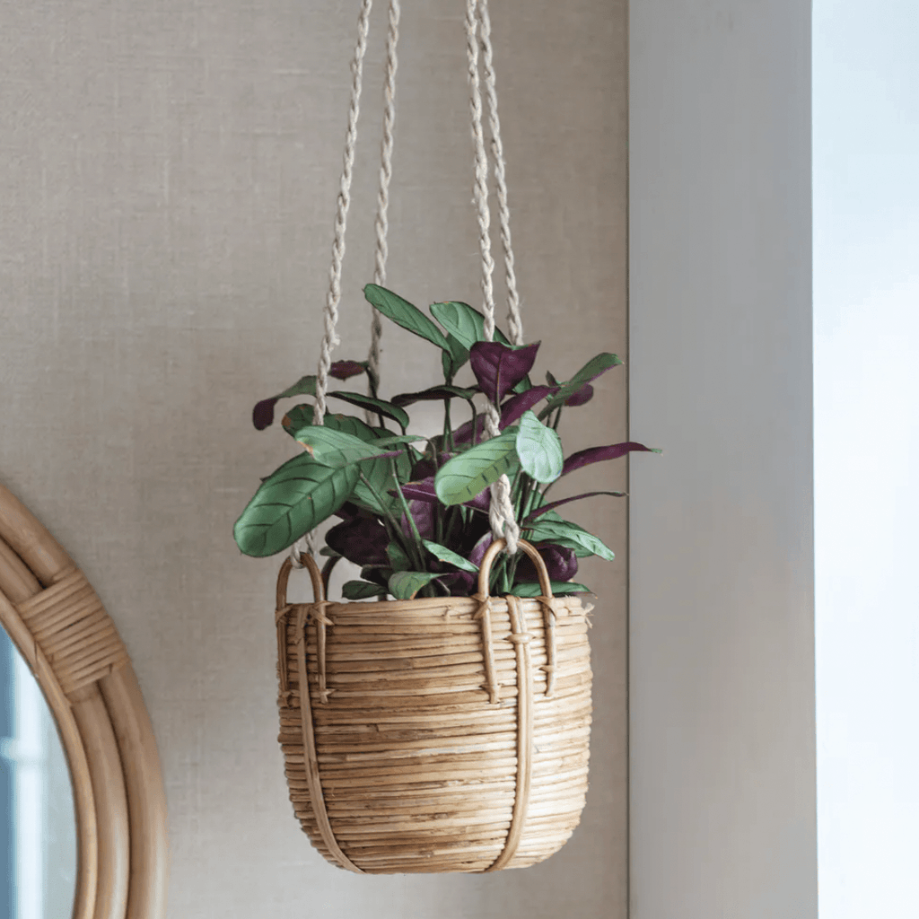 Mayfield Hanging Plant Pot - Sprouts of Bristol