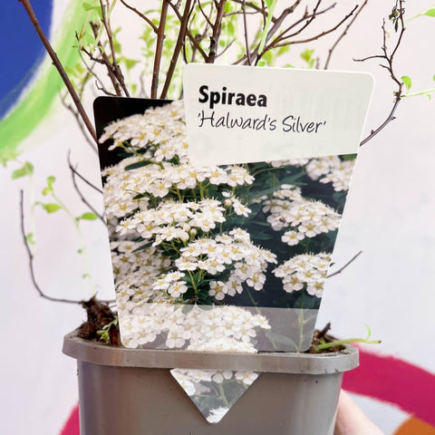 Meadowsweets - Spiraea nipponica 'Halward's Silver' - Deciduous Shrub - Sprouts of Bristol