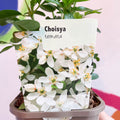 Mexican Orange Blossom - Choisya ternata - Evergreen Shrub - Sprouts of Bristol