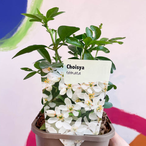 Mexican Orange Blossom - Choisya ternata - Evergreen Shrub - Sprouts of Bristol