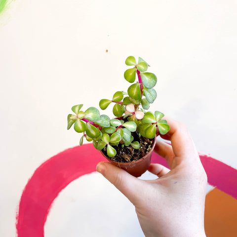 difference between portulacaria afra avriegata and medio-picta Portulacaria afra 'Medio-picta'