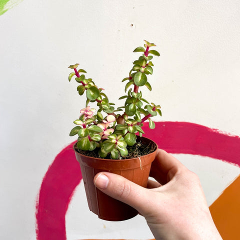 portulacaria afra medio picta care Portulacaria afra 'Medio-picta'