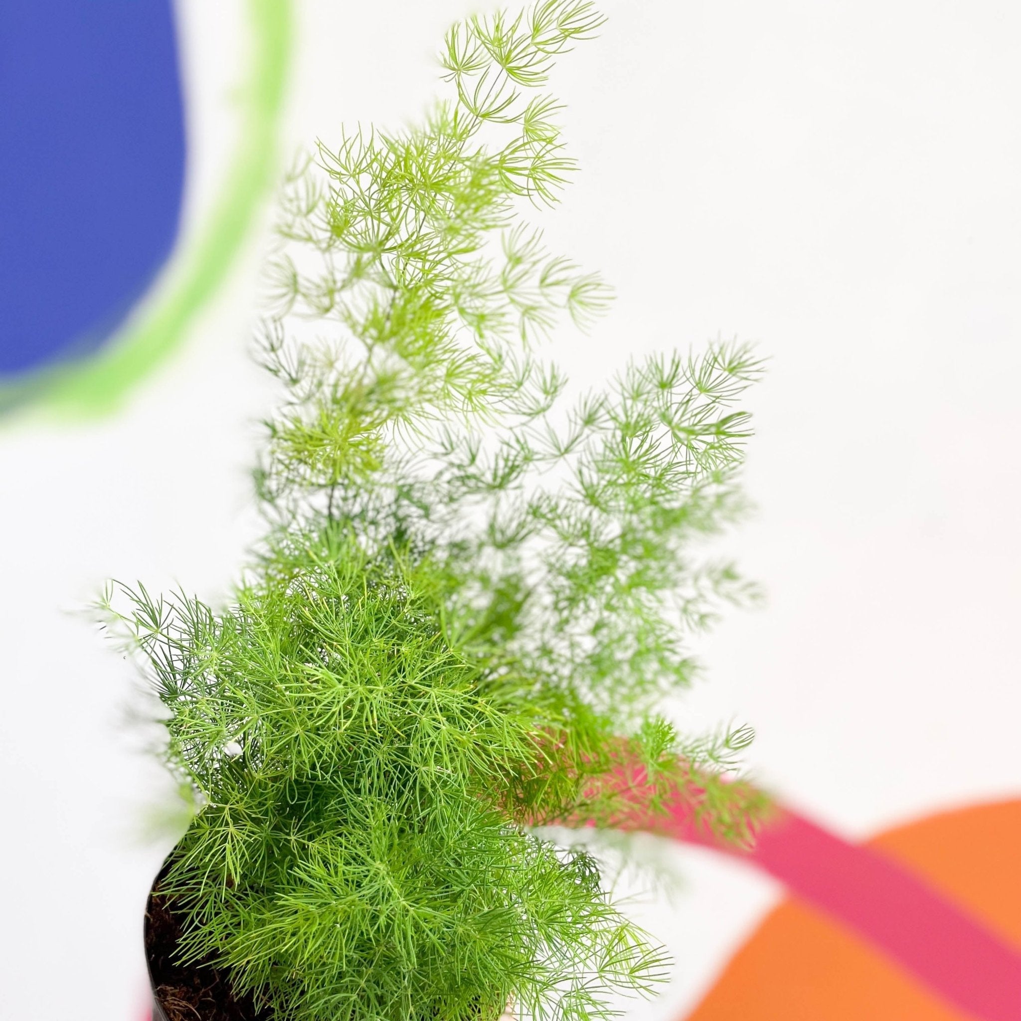 Ming Fern - Asparagus myriocladus – Sprouts of Bristol