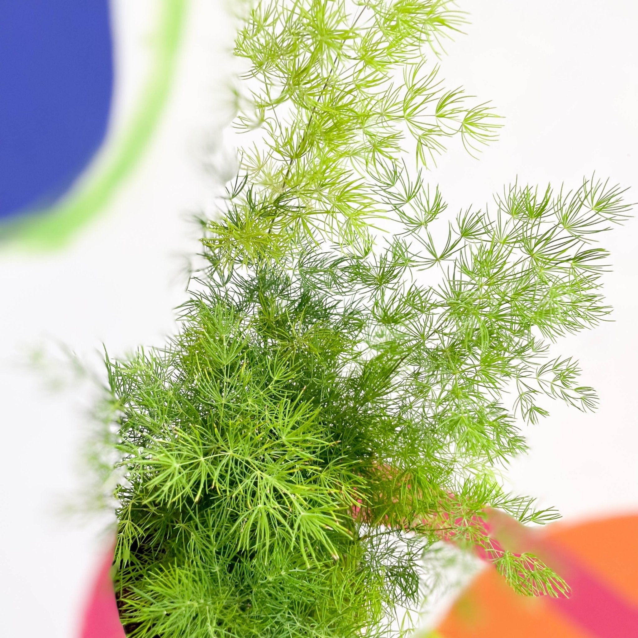 Ming Fern - Asparagus myriocladus – Sprouts of Bristol