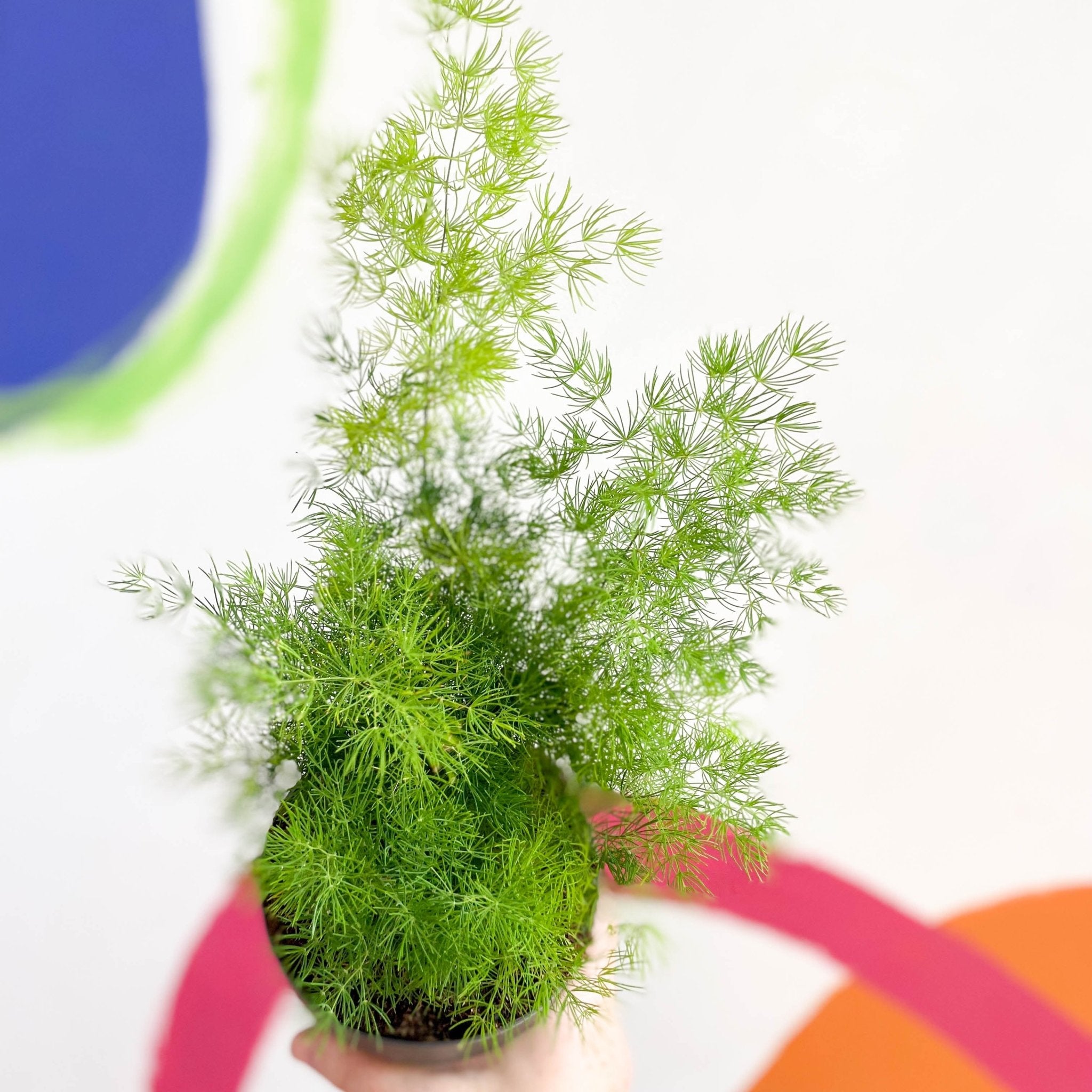 Ming Fern - Asparagus myriocladus – Sprouts of Bristol