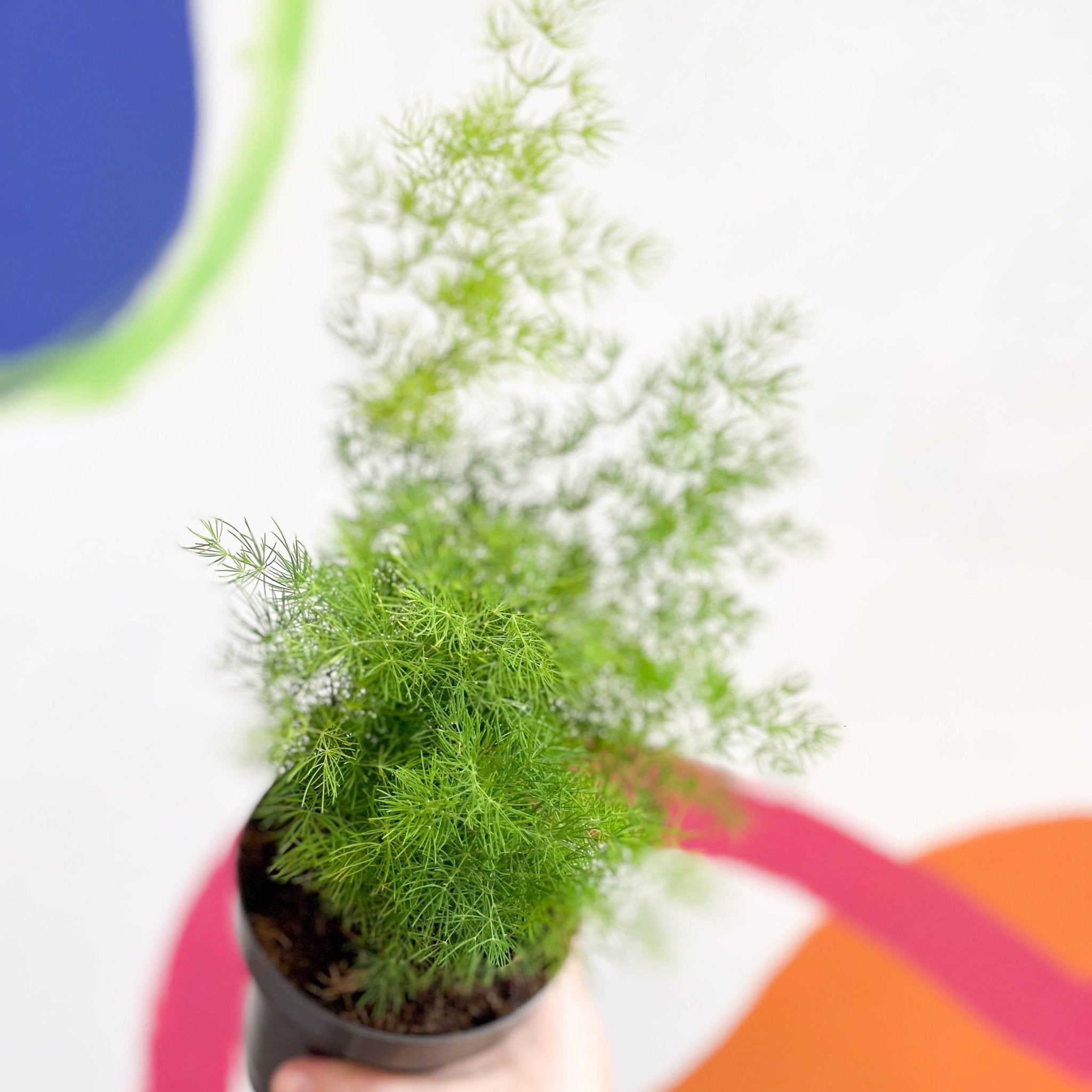 Ming Fern - Asparagus myriocladus – Sprouts of Bristol